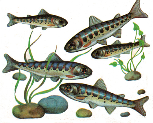 Молодь лосося (Saimo), Рисунок картинка рыбы