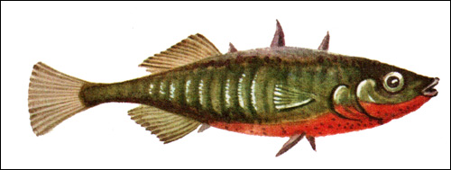 Колюшка трехиглая (Gasterosteus aculeatus), Рисунок картинка рыбы