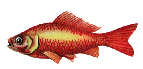 Золотая рыбка (Carassius auratus), Рисунок картинка рыбы