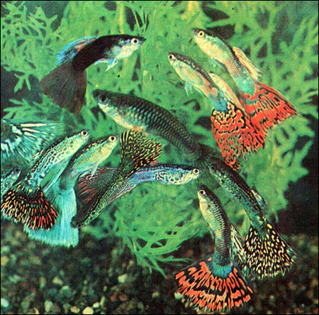 Гуппи (Lebistes reticulatus, Poecilia reticulata), Фото фотография картинка рыбы