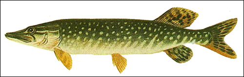 Щука (Esox lucius), Рисунок картинка рыбы