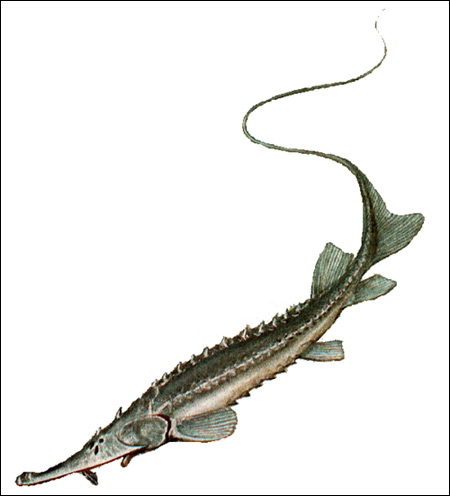    (Pseudoscaphirhynchus kaufmanni),   