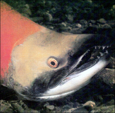Кета (Oncorhynchus keta), Фото фотография картинка рыбы