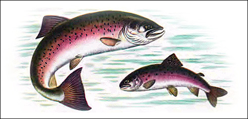 Аральский лосось (Salmo trutta aralensis), Рисунок картинка рыбы