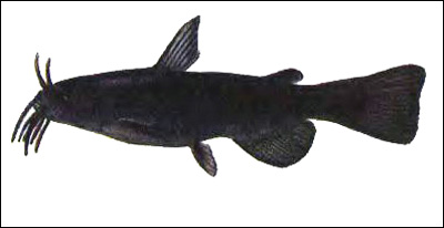Темный сом-кошка (Ictaluris melas), Рисунок картинка рыбы