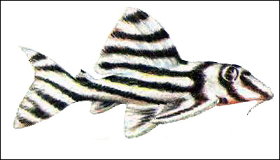 Сомик-зебра (Hypancistrus zebra), Рисунок картинка рыбы