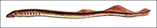   (Lampetra fluviatilis),  