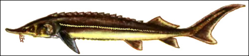 Стерлядь (Acipenser ruthenus), Рисунок картинка рыбы