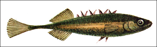 Девятииглая колюшка (Pungitius pungitius), Рисунок картинка рыбы