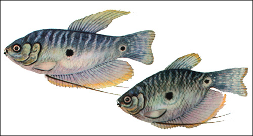 Гурами пятнистый (Trichogaster trichopterus), Рисунок картинка рыбы