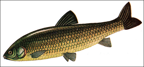 Белый амур (Ctenopharyngodon idella), Рисунок картинка рыбы