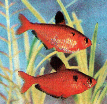 Тетра кровавая (Hyphessobrycon callistus), Фото фотография картинка рыбы