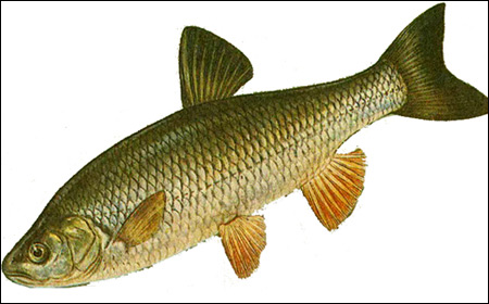 Голавль (Leuciscus cephalus), Рисунок картинка рыбы