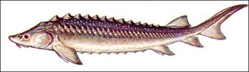 Русский осетр (Acipenser guldenstadtii), Рисунок картинка рыбы