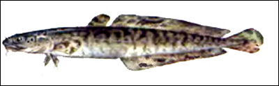 Налим (Lota lota), Рисунок картинка рыбы