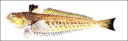 Морской дракон (Trachinus draco), Рисунок картинка рыбы