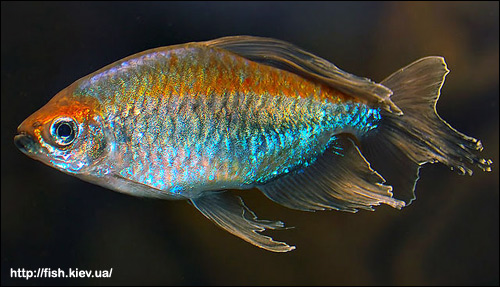 Конго (Micralestes interruptus), Фото фотография картинка рыбы