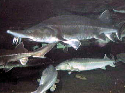 Рыба Калуга Фото