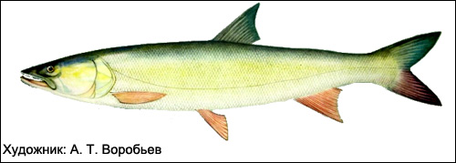 Желтощек, амурская нельма (Elopichthys bambusa), Рисунок картинка рыбы