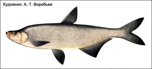 Верхогляд (Erythroculter erythropterus), Рисунок картинка рыбы
