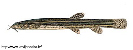 Вьюн обыкновенный (Misgurnus fossilis), Рисунок картинка рыбы