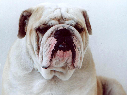 Английский бульдог, Фото фотография картинка собаки