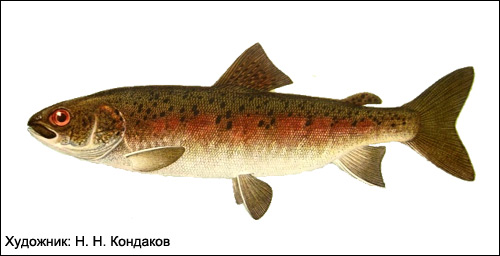Ленок (Brachymystax lenok), Рисунок картинка рыбы