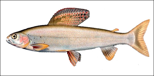 Хариус сибирский (Thymallus arcticus), Рисунок картинка рыбы