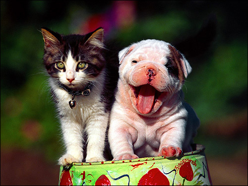 Щенок бульдога и котенок, Фото фотография картинка собаки