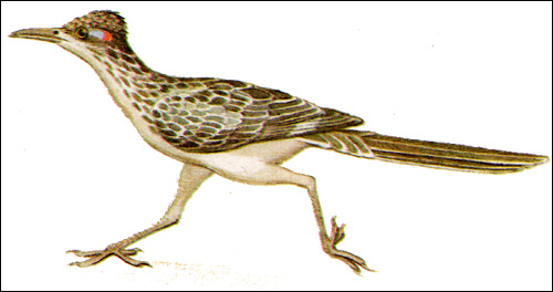 Земляная кукушка (Geococcyx californicus), рисунок картинка птицы