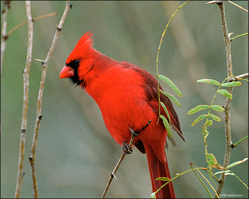    (Richmondena cardinalis),    