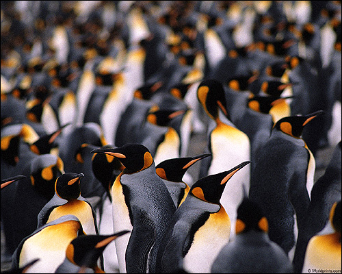 Императорские пингвины (Aptenodytes), Фото фотография картинка птицы