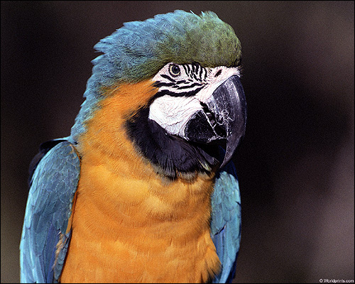 Сине-желтый ара, араруна (Ara ararauna), Фото фотография картинка птицы