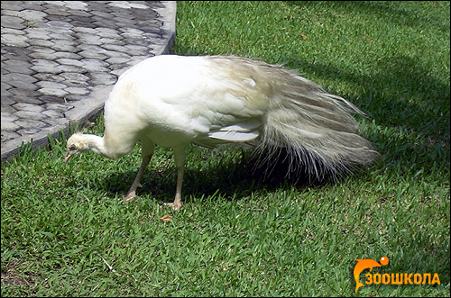 Павлин альбинос, белый павлин, Фото фотография картинка птицы
