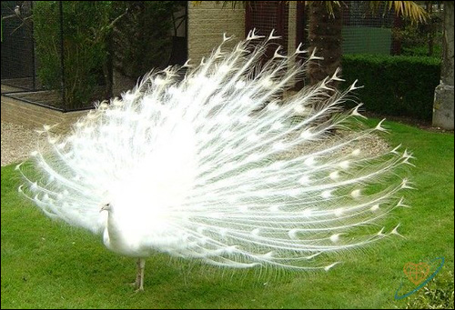 Белый павлин, Фото фотография картинка птицы