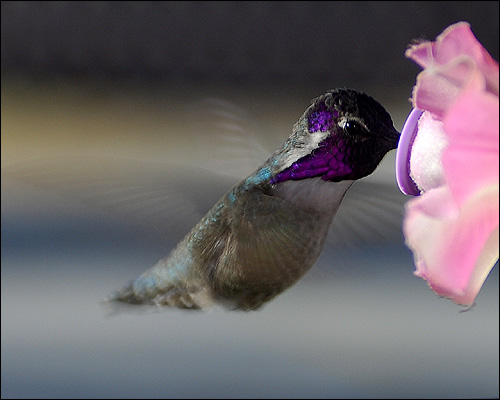 Колибри у цветка, Фото фотография картинка птицы