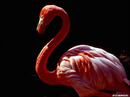 Розовый фламинго (Phoenicopterus roseus), Фото фотография картинка птицы