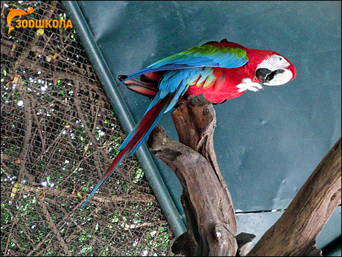 Зеленокрылый ара, красно-зеленый ара (Ara chloroptera), Фото фотография картинка попугаи