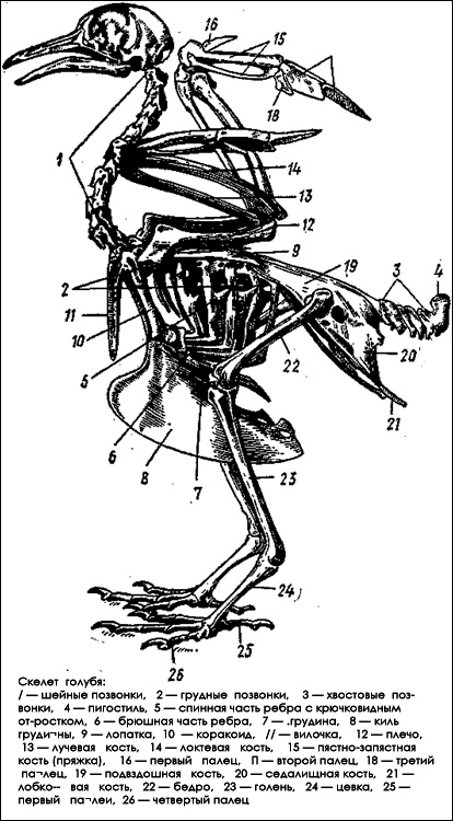 Скелет голубя, Черный рисунок картинка
