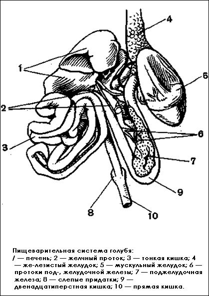 Пищеварительная система голубя, Черный рисунок картинка