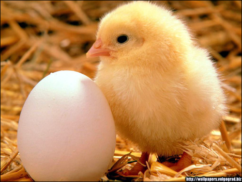 Цыпленок около яйца, Фото фотография картинка птицы