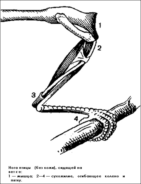 Нога птицы (без кожи), сидящей на ветке, Черный рисунок картинка