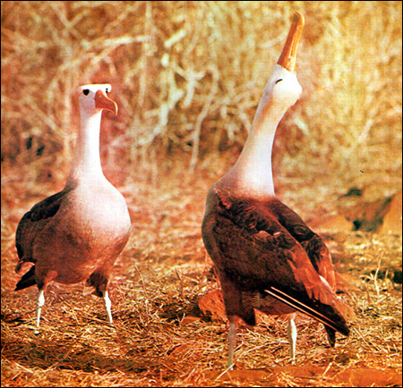 Альбатросы, Фото фотография картинка птицы