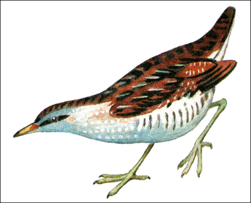 Погоныш (Porzana porzana), Рисунок картинка журавлиные птицы