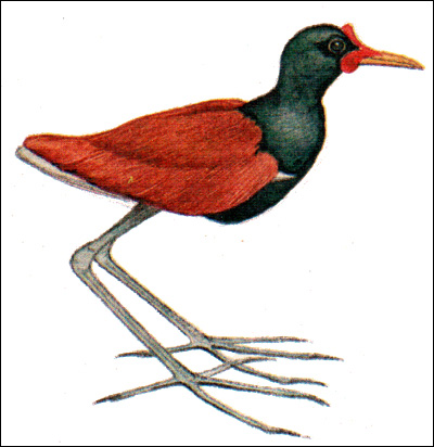   (Irediparra gallinacea),   
