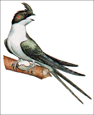 Хохлатый древесный стриж, клехо (Hemiprocne longipennis), Рисунок картинка птицы