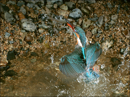Зимородок во время охоты за рыбой (Alcedo atthis), Фото фотография картинка птицы