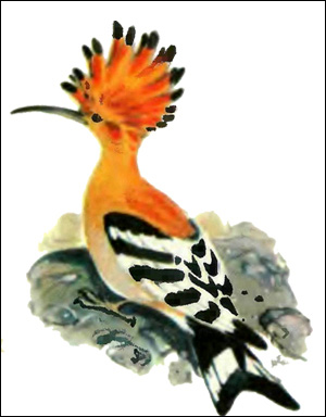 Удод, потатуйка (Upupa epops), Рисунок картинка птицы