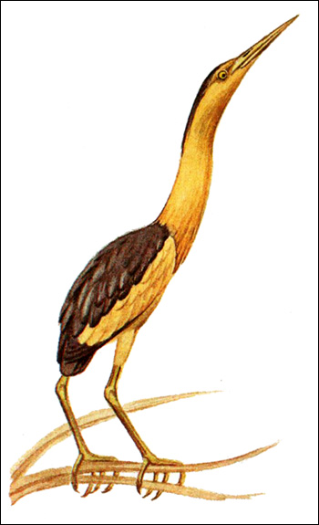 Волчок (Ixobrychus minutus), Рисунок картинка птицы
