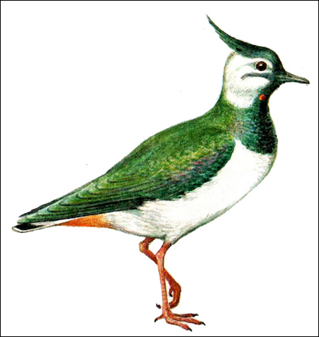 Чибис (Vanellus vanelliis), Рисунок картинка птицы